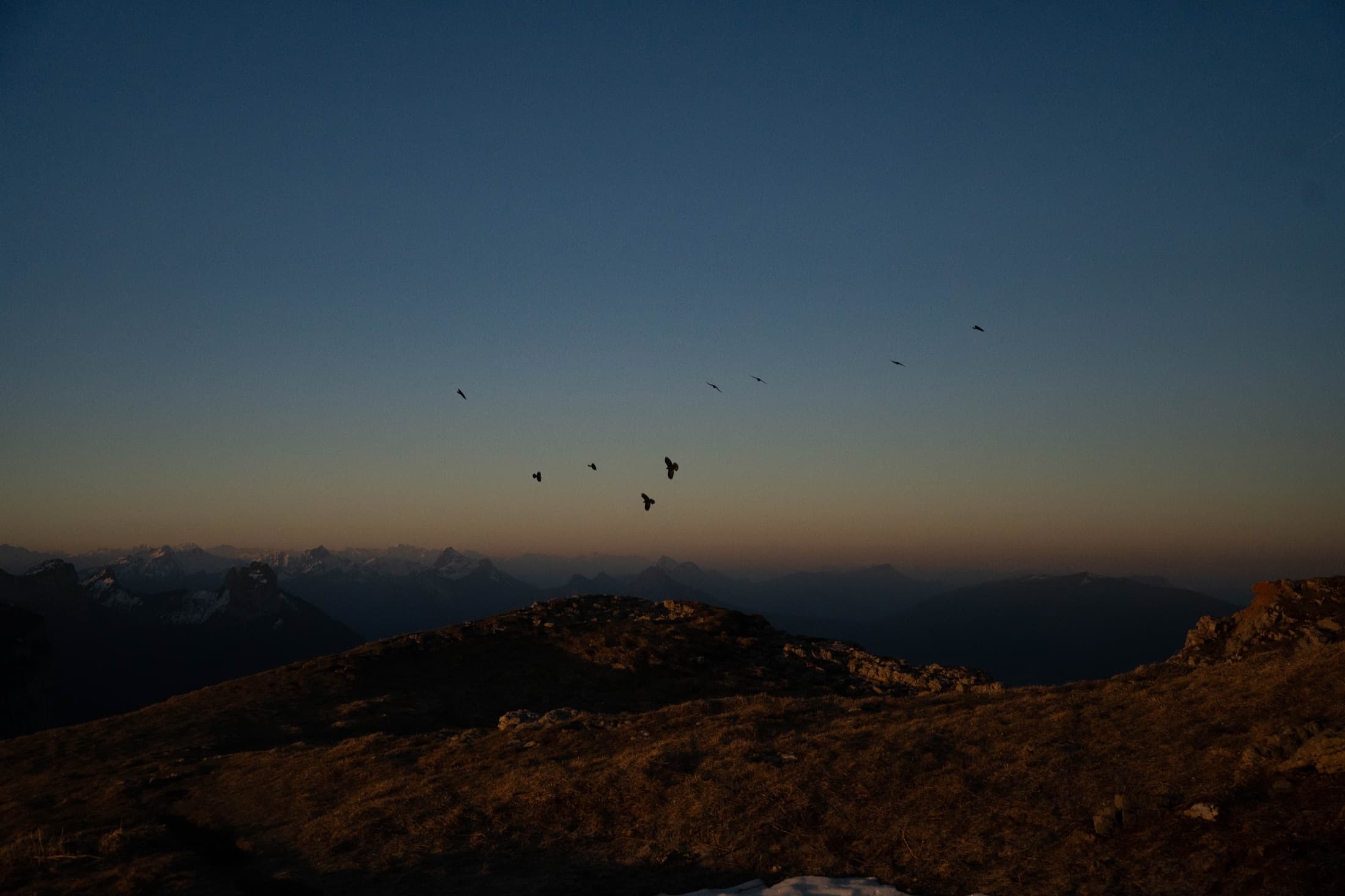 Alpine choughs in flight against a fading sky.