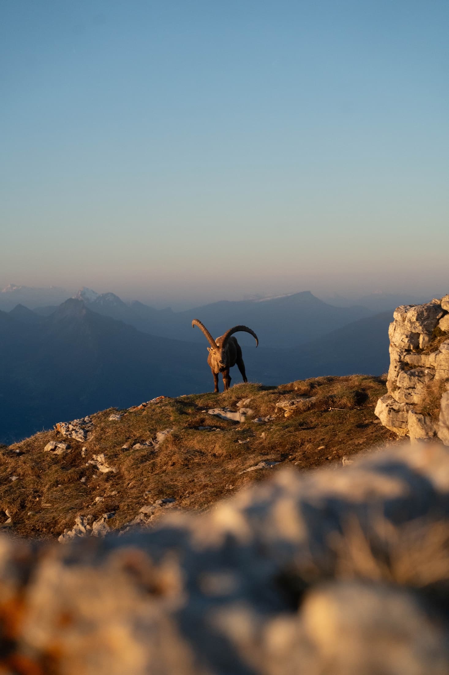 An alpine ibex on a rocky ridge in the last warm light.