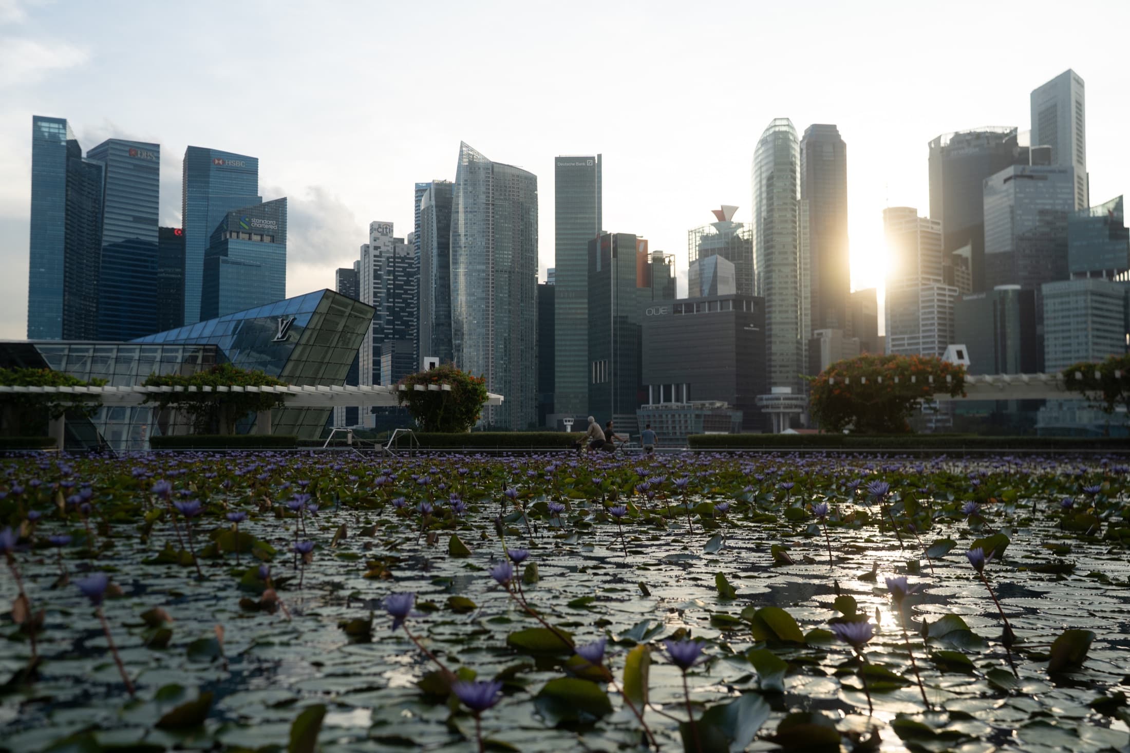 Singapore CBD skyline behind a lily pond at golden hour.