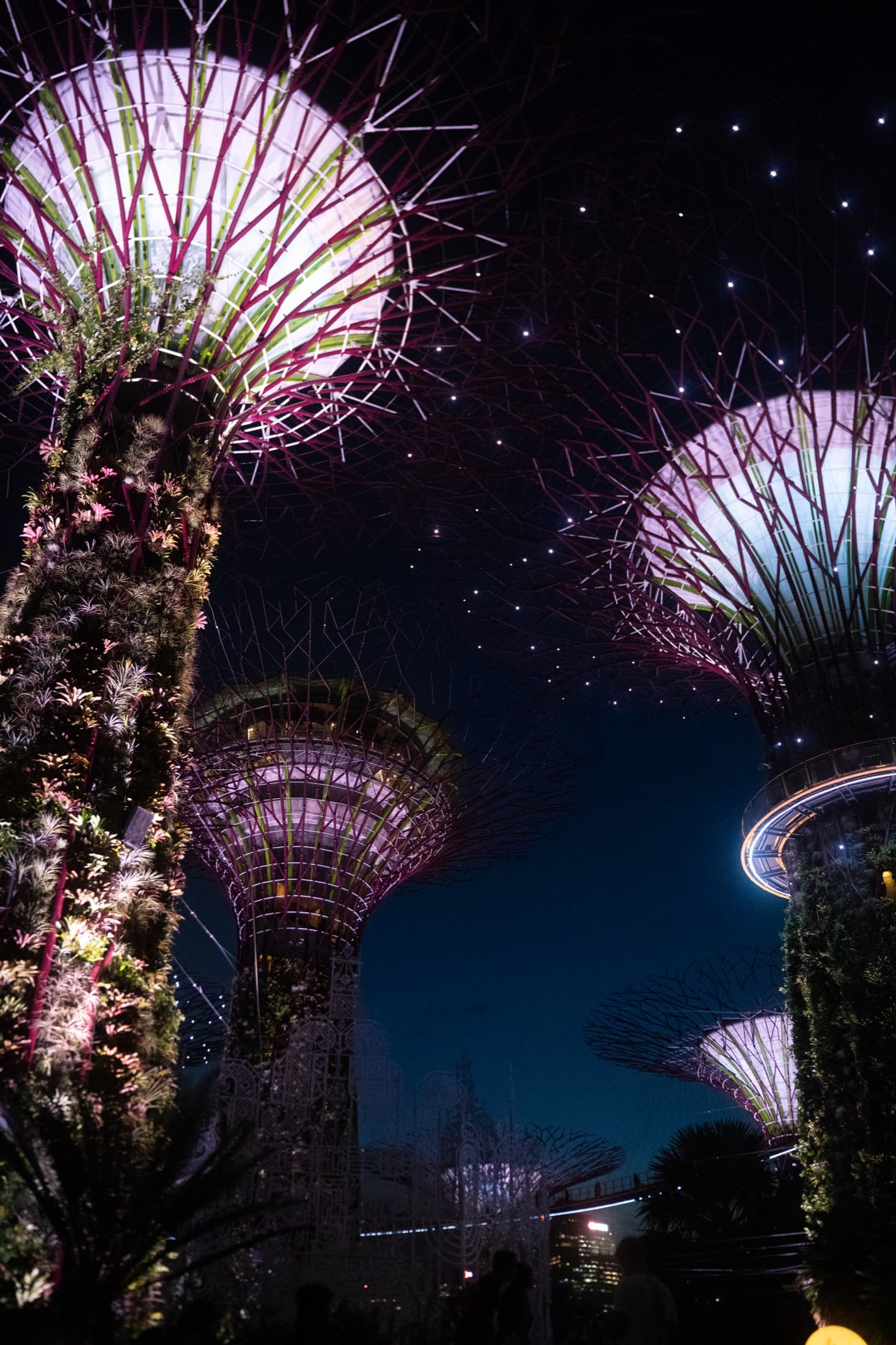 Supertrees at Gardens by the Bay lit up against the night sky.